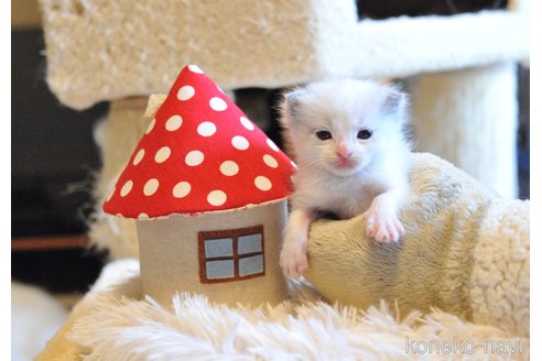 販売中の埼玉県のラグドール-117447の7枚目